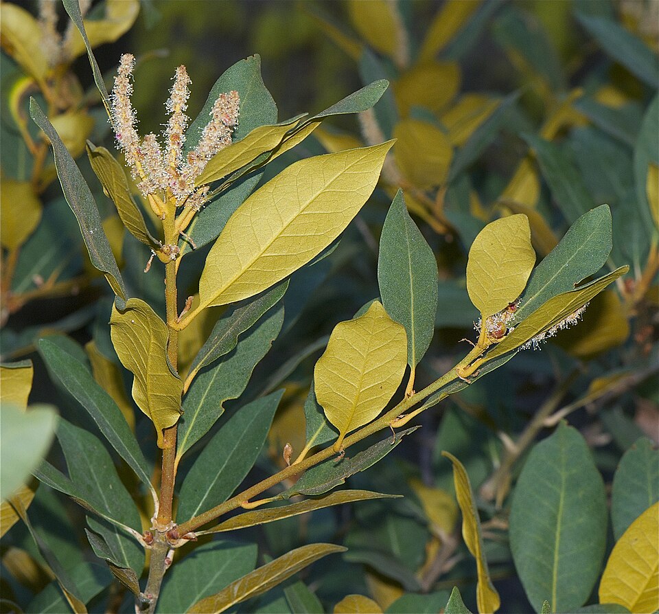 Chrysolepis sempervirens (bush chinquapin) (alternate view 7)