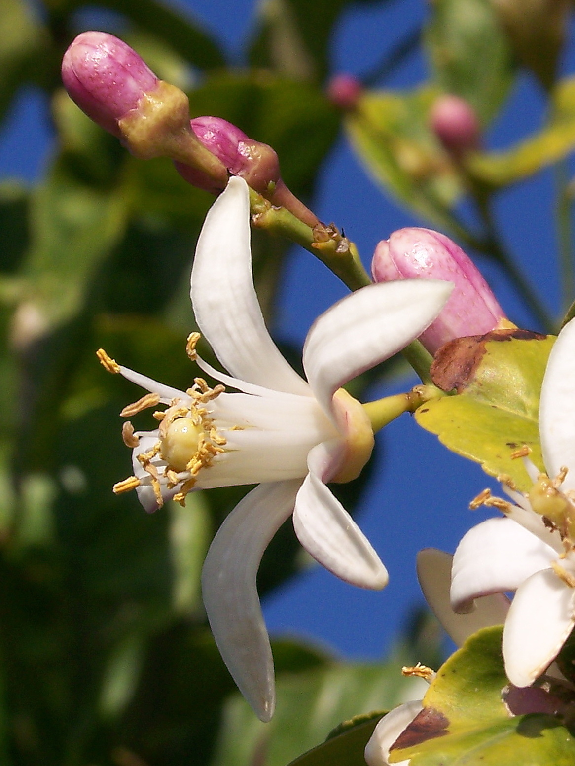 Citrus limon, Lemon — upright evergreen (Rutaceae) (image 5 of 9)