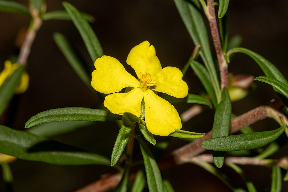 Hibbertia linearis (Showy Guinea Flower) (alternate view 3)