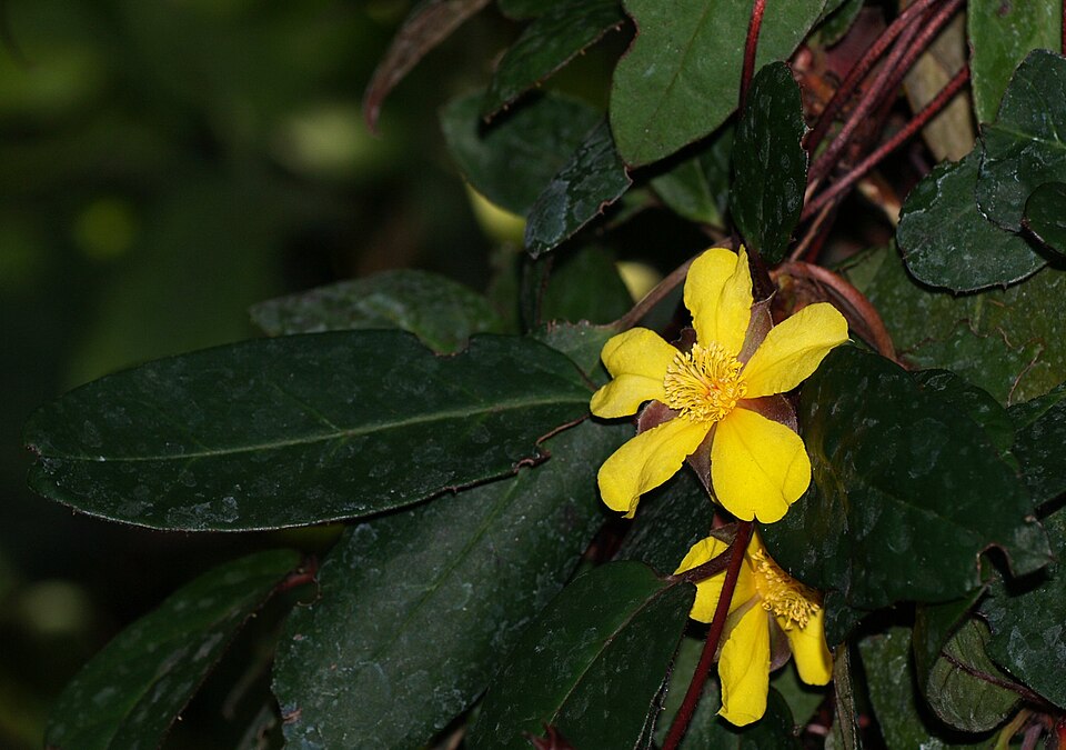 Hibbertia dentata (Toothed Guinea Flower) (alternate view 6)