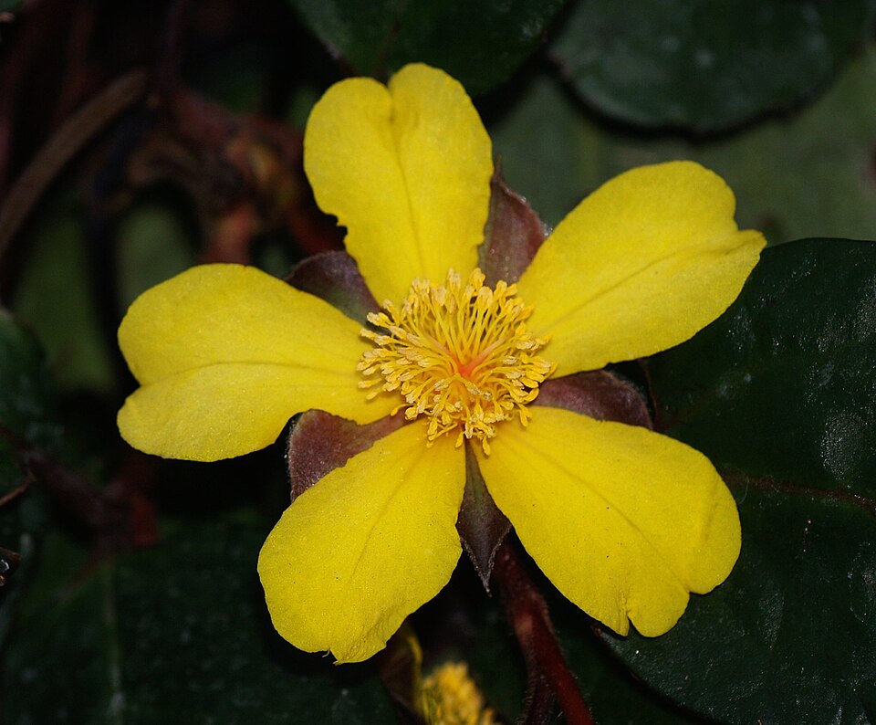 Hibbertia dentata (Toothed Guinea Flower) (alternate view 7)