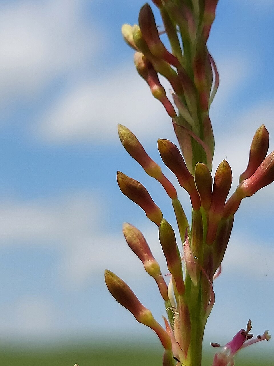 Oenothera curtiflora (velvetweed) (alternate view 4)