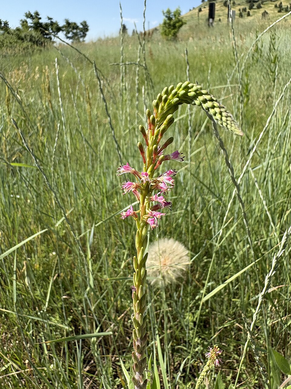 Oenothera curtiflora (velvetweed) (alternate view 5)