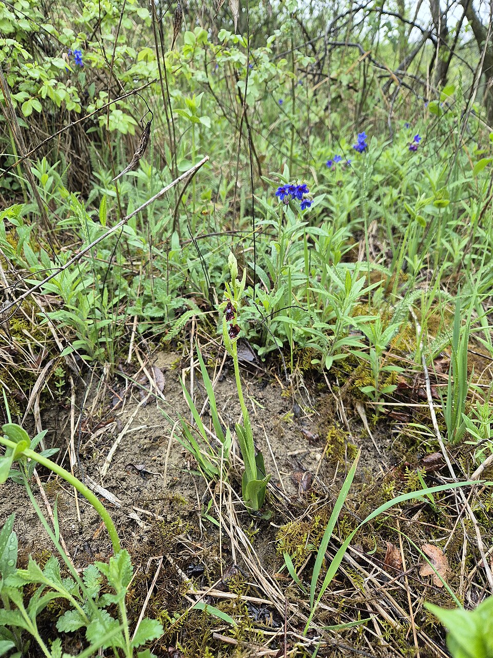 Ophrys insectifera (Fly Orchid)