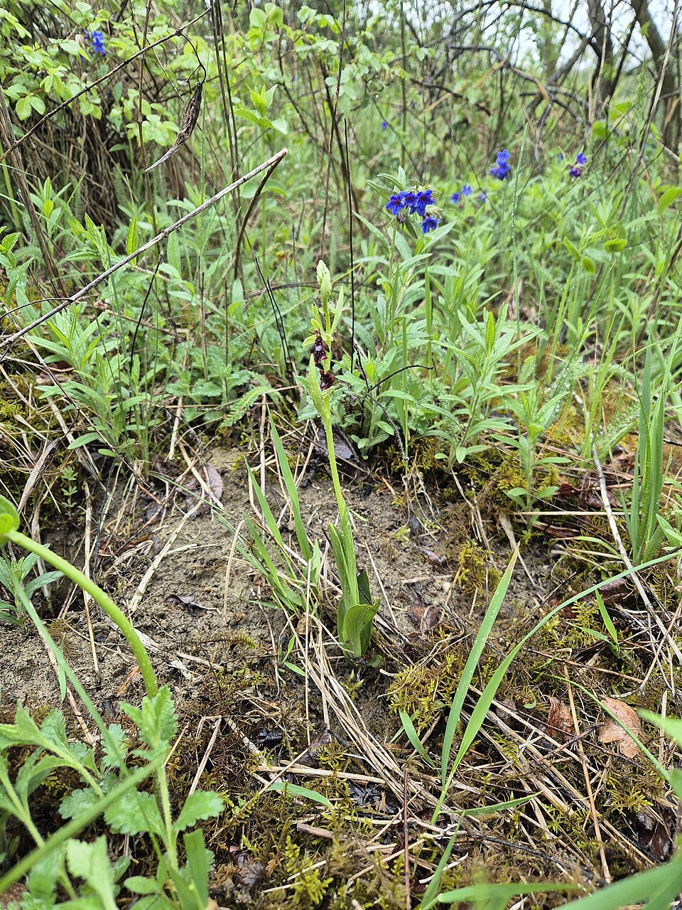 Ophrys insectifera (Fly Orchid)