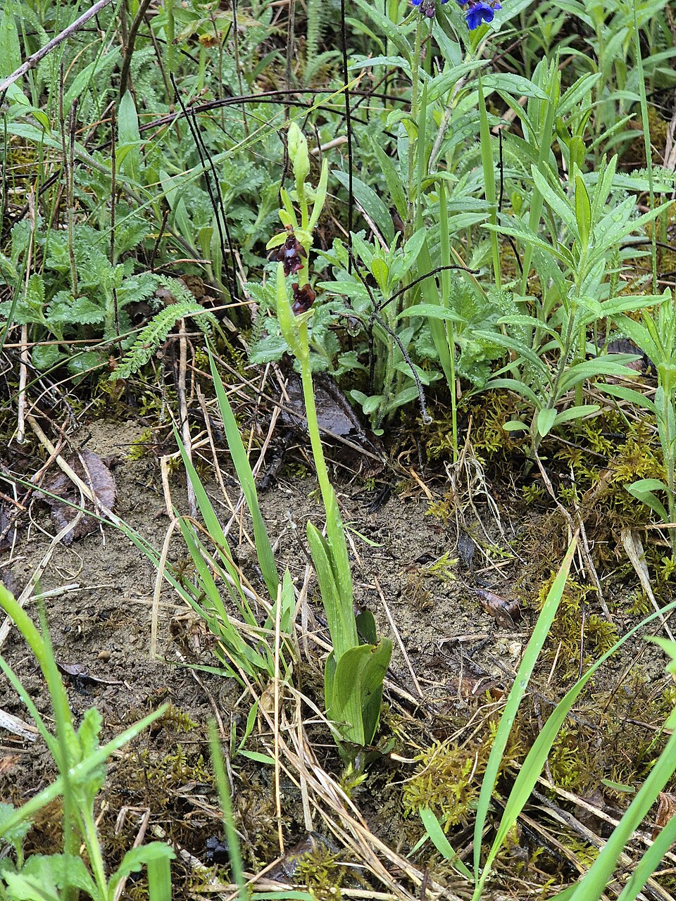 Ophrys insectifera (Fly Orchid)