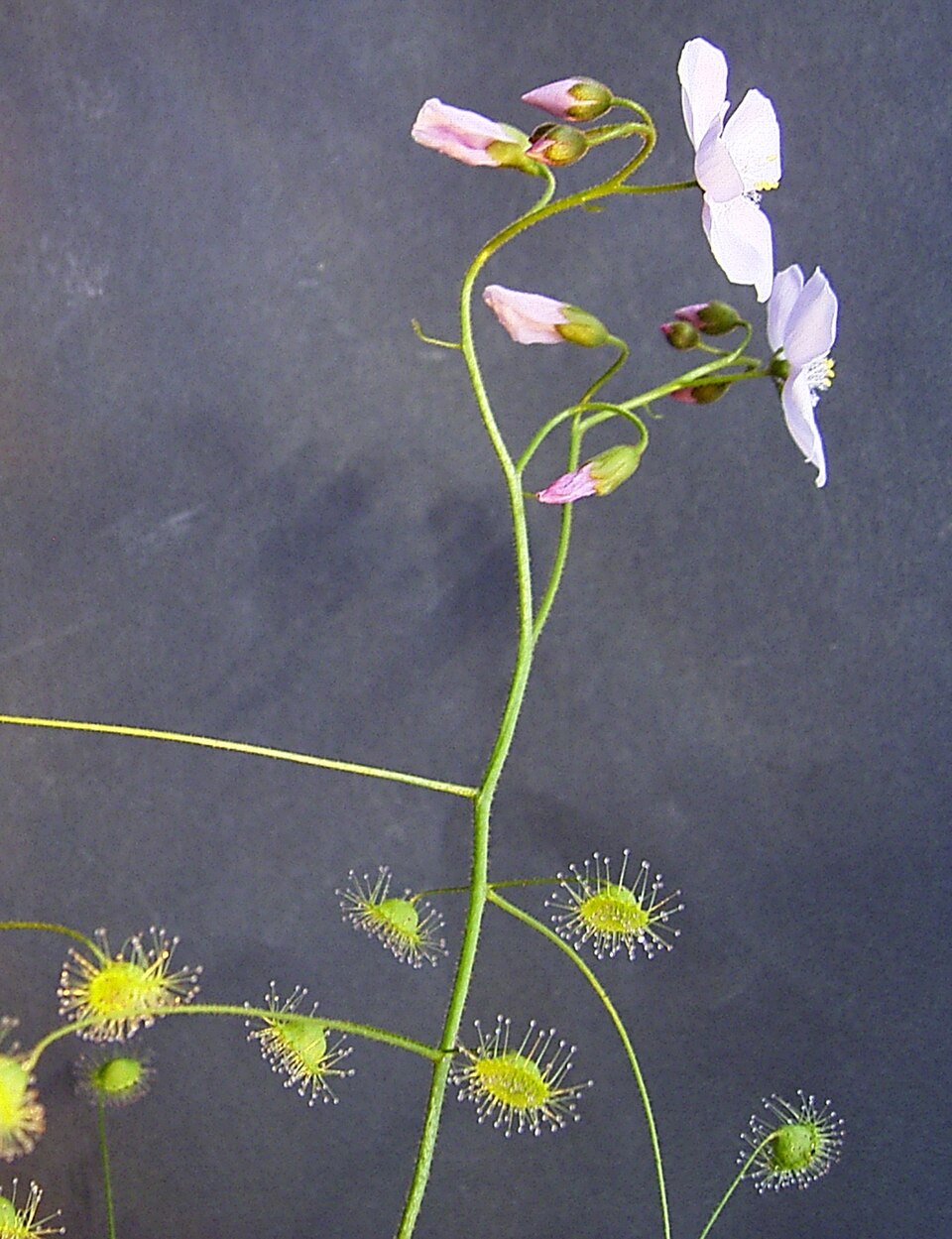Drosera macrantha (Bridal Rainbow) (alternate view 6)