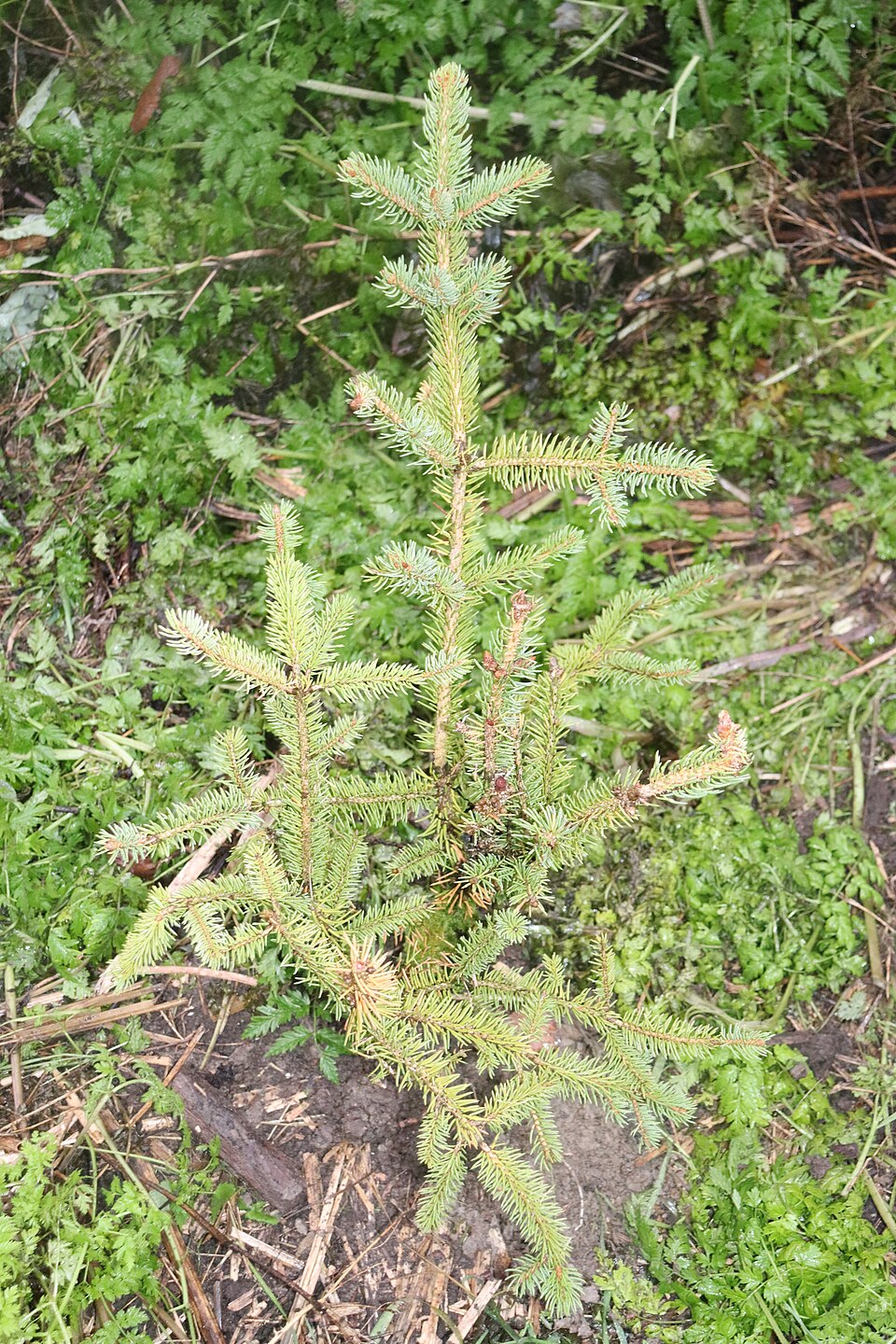 Picea meyeri (Meyer Spruce) (alternate view 10)