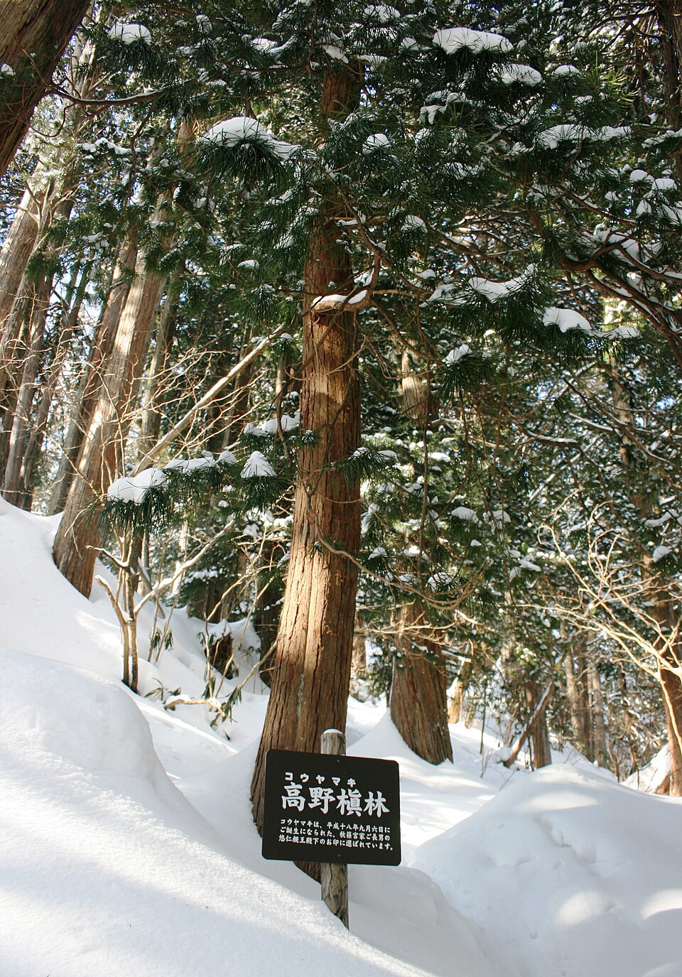 Sciadopitys verticillata (Japanese umbrella pine) (alternate view 8)