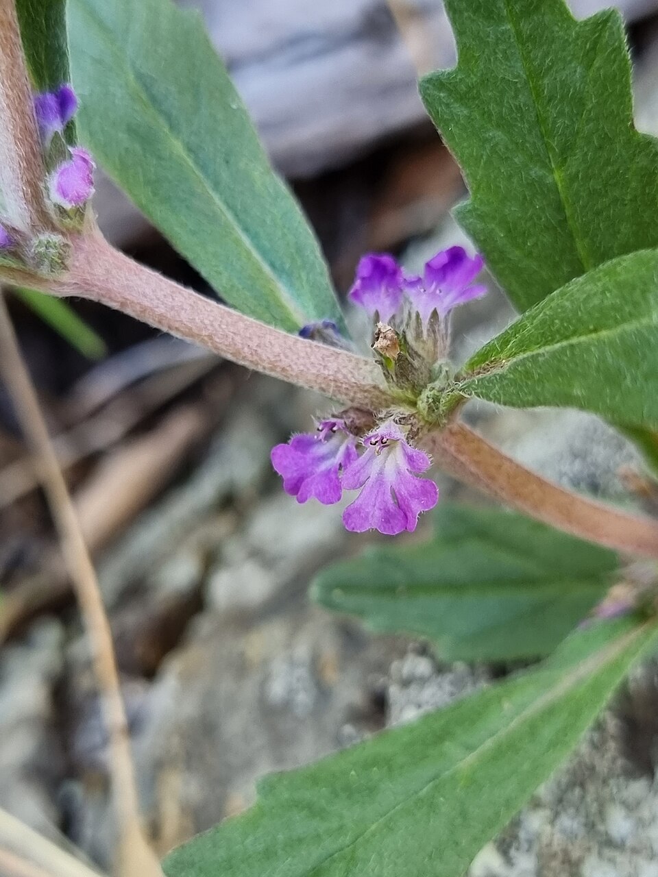 Ajuga australis (Austral Bugle) (alternate view 10)