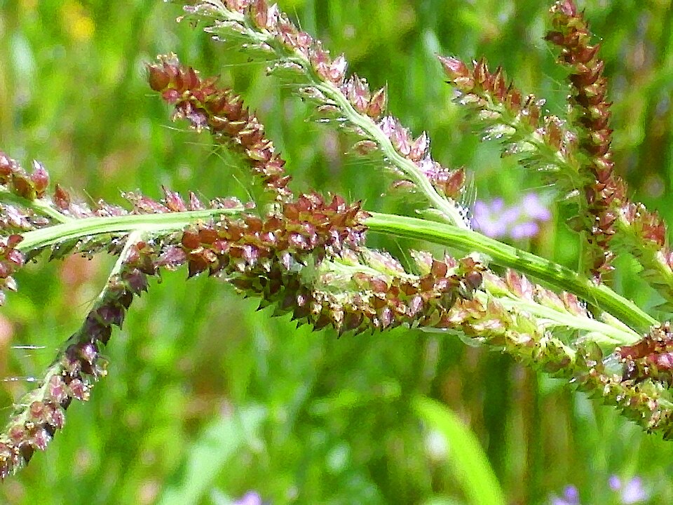 Echinochloa crus-galli (barnyardgrass)