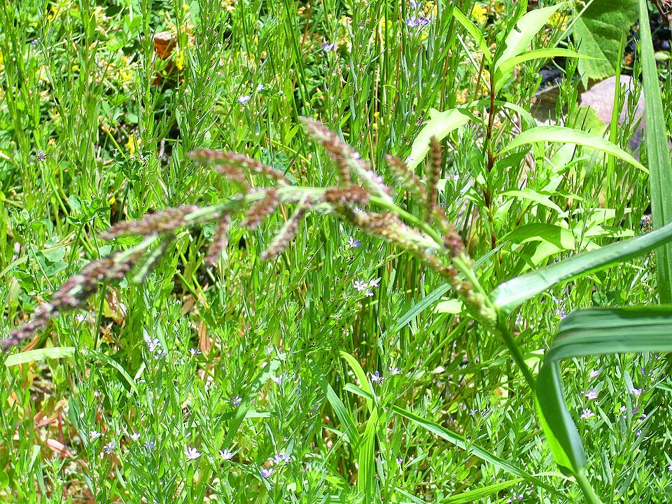 Echinochloa crus-galli (barnyardgrass)