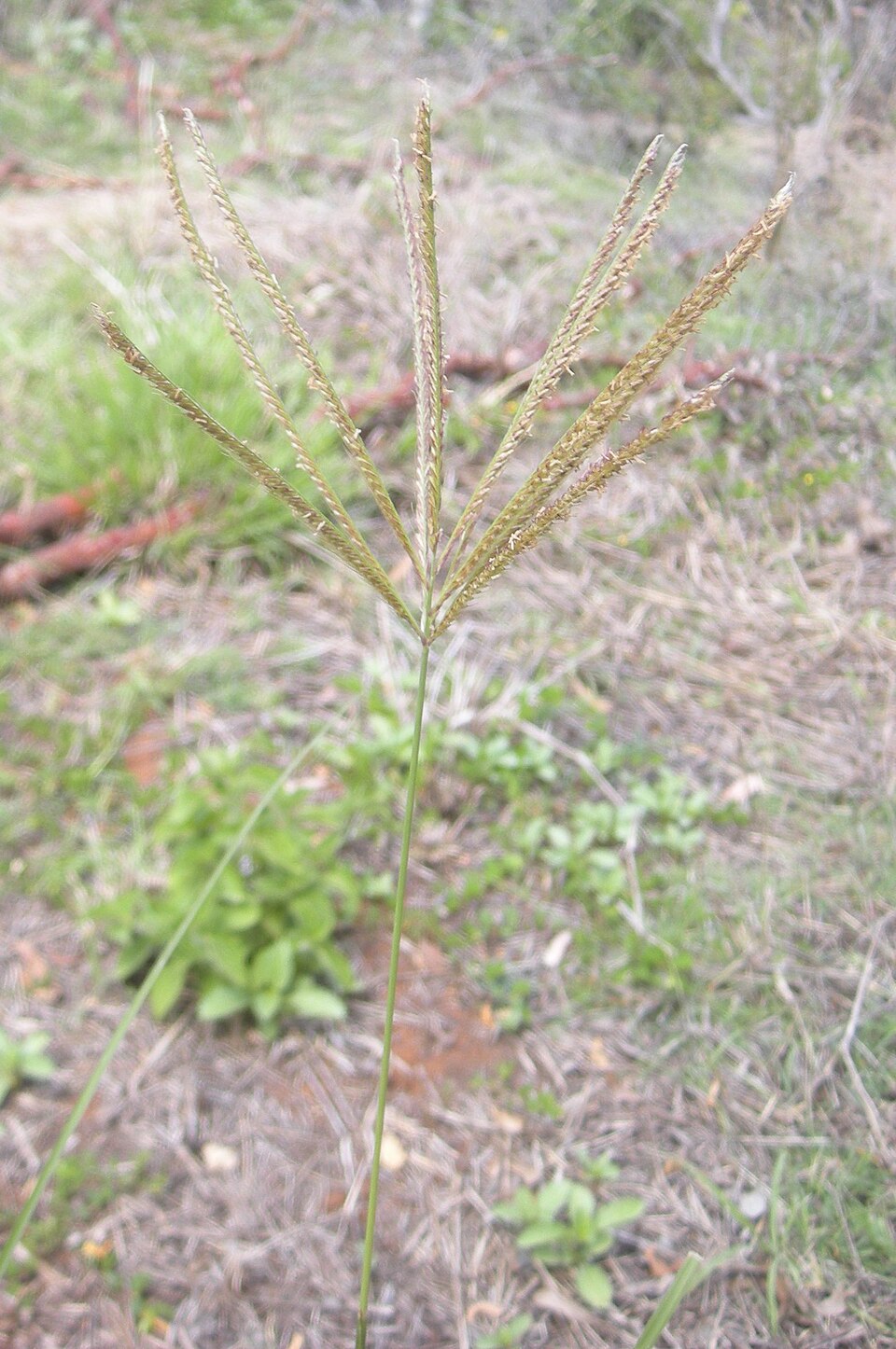 Chloris gayana (Rhodes Grass) (alternate view 4)