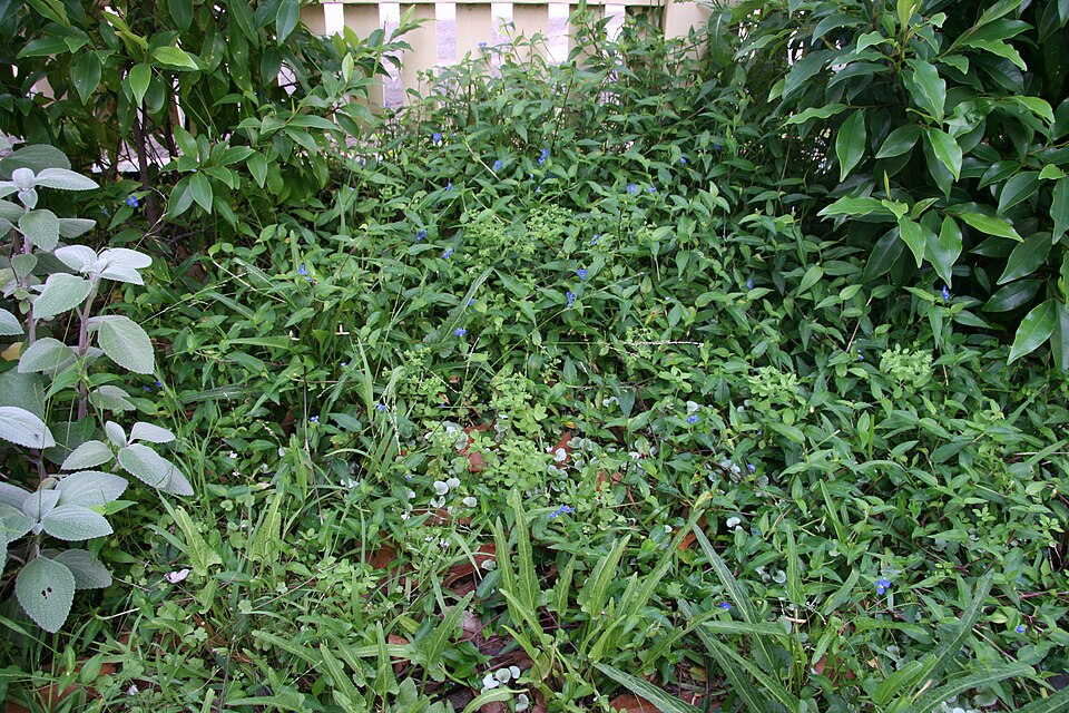Commelina cyanea (scurvy weed) (alternate view 4)