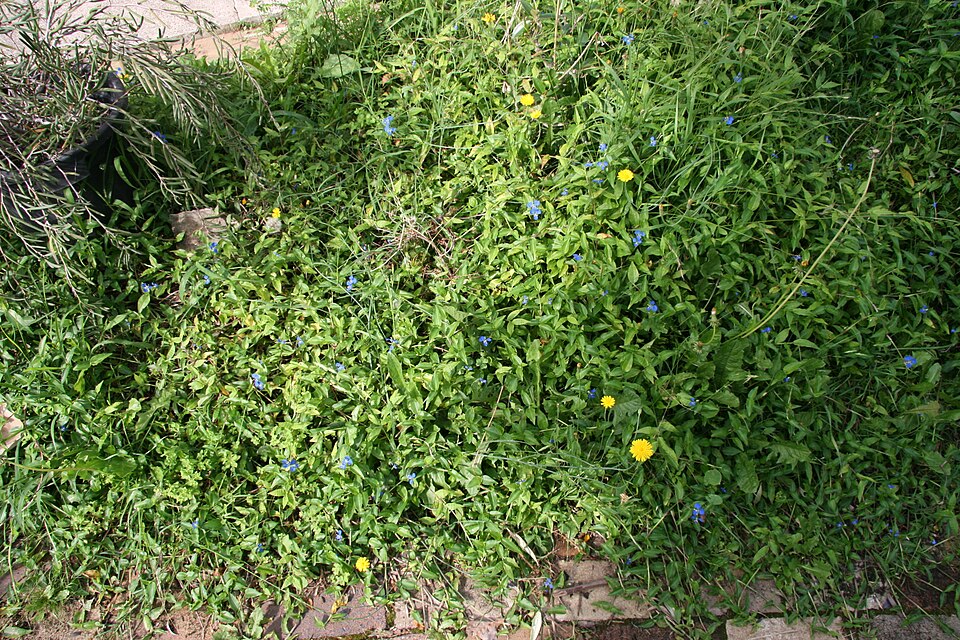 Commelina cyanea (scurvy weed) (alternate view 5)