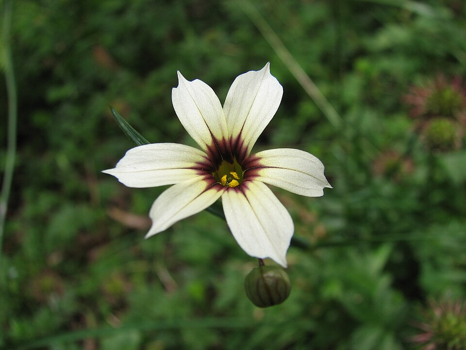 Sisyrinchium micranthum (Blue Pigroot) (alternate view 6)