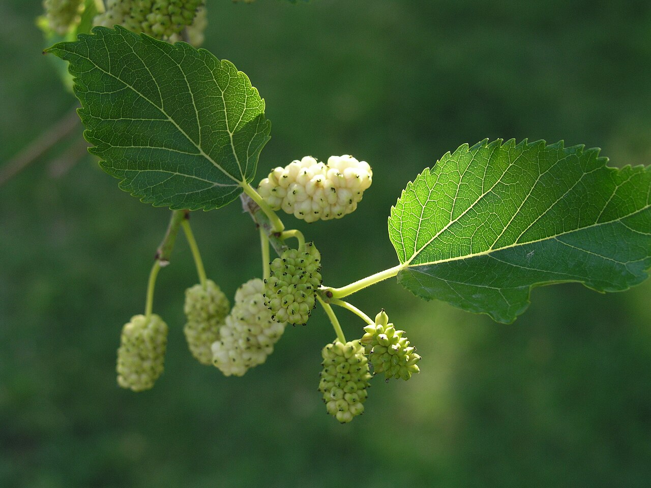 Morus alba (White Mulberry)