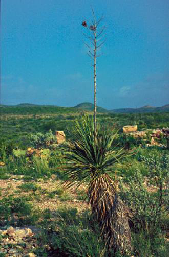Yucca constricta (Buckley's Yucca) (alternate view 6)