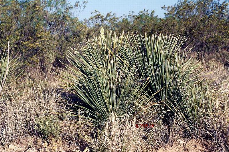 Yucca constricta (Buckley's Yucca) (alternate view 7)