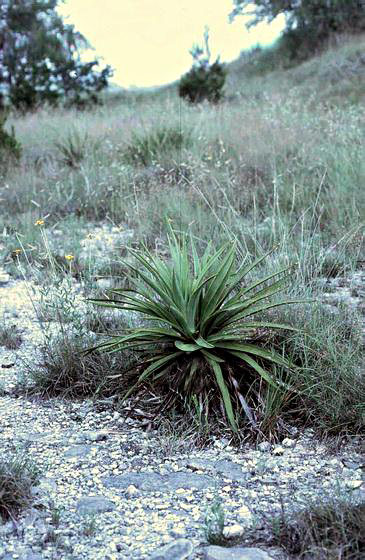 Yucca rupicola (Twisted-leaf Yucca) (alternate view 4)