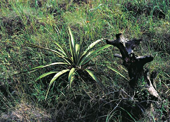 Yucca rupicola (Twisted-leaf Yucca) (alternate view 5)