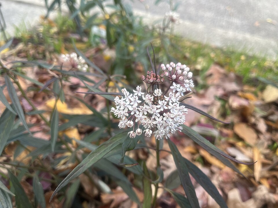 Asclepias perennis (Aquatic Milkweed) (alternate view 10)