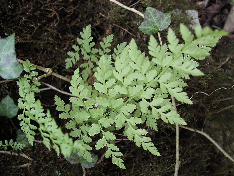 Cystopteris fragilis (brittle bladderfern) (alternate view 6)