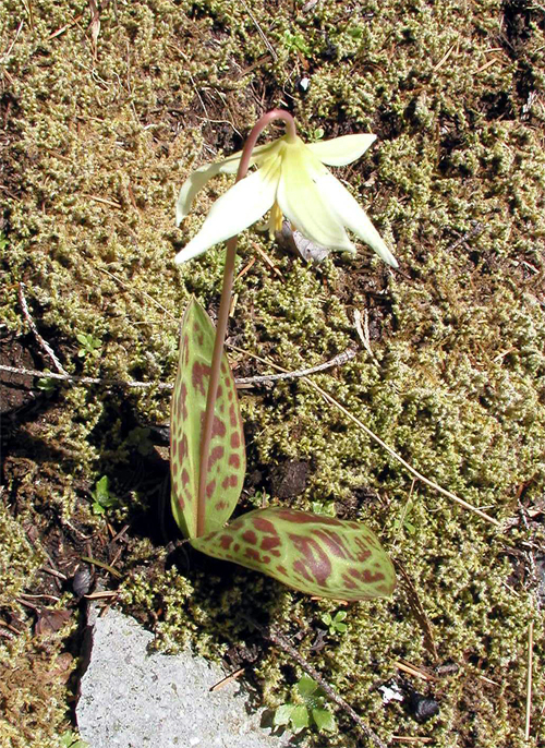 Erythronium albidum (white fawnlily) (alternate view 3)