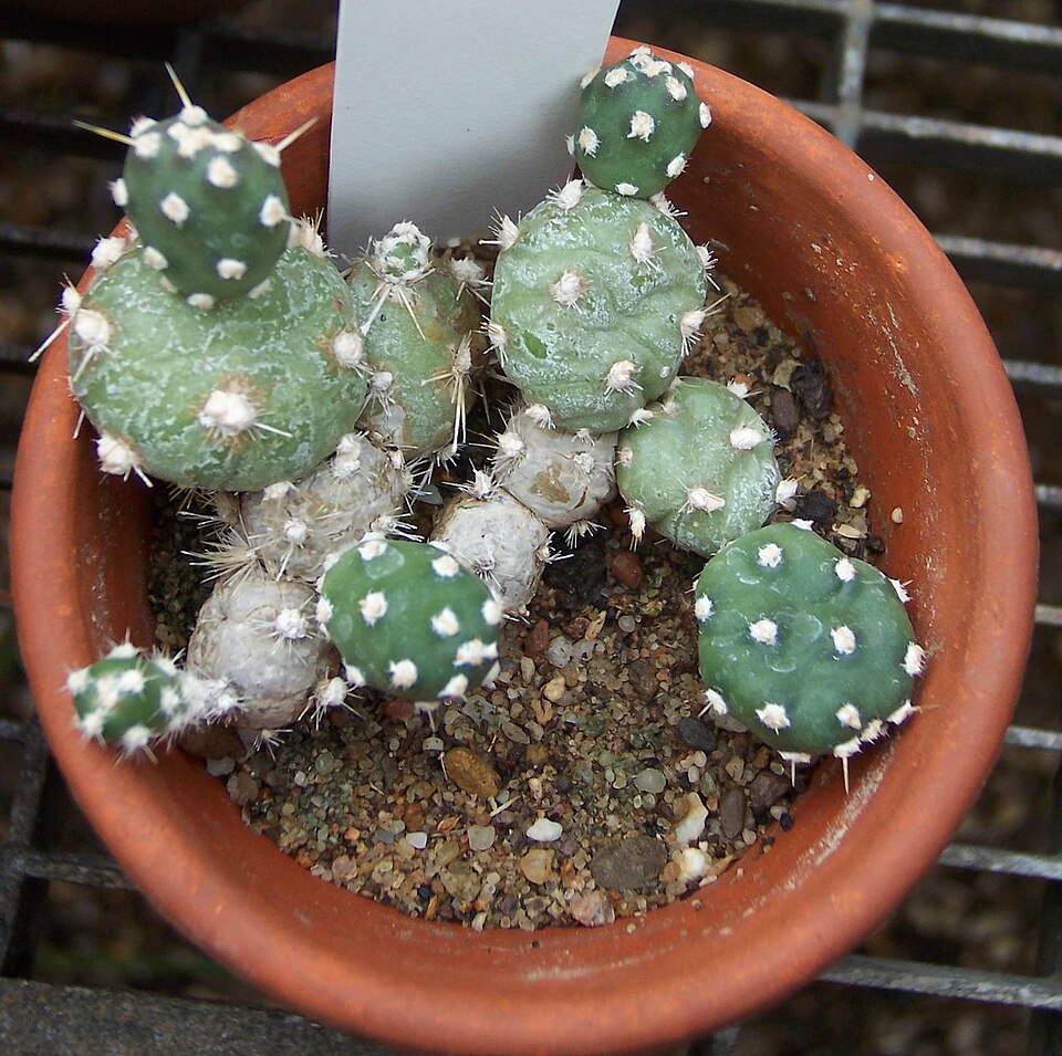 Opuntia fragilis (Brittle Pricklypear) (alternate view 8)