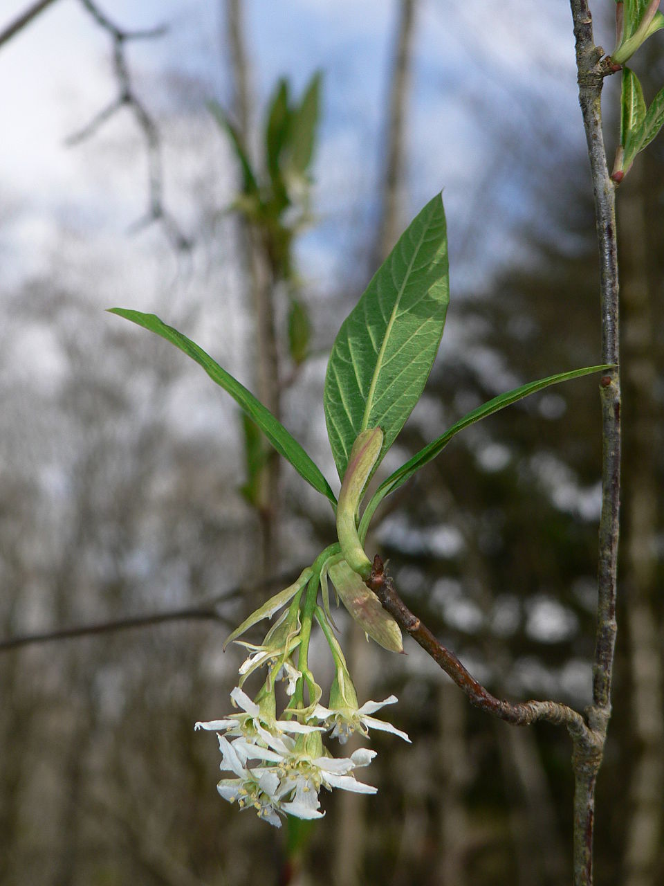 Oemleria cerasiformis (osoberry) (alternate view 8)