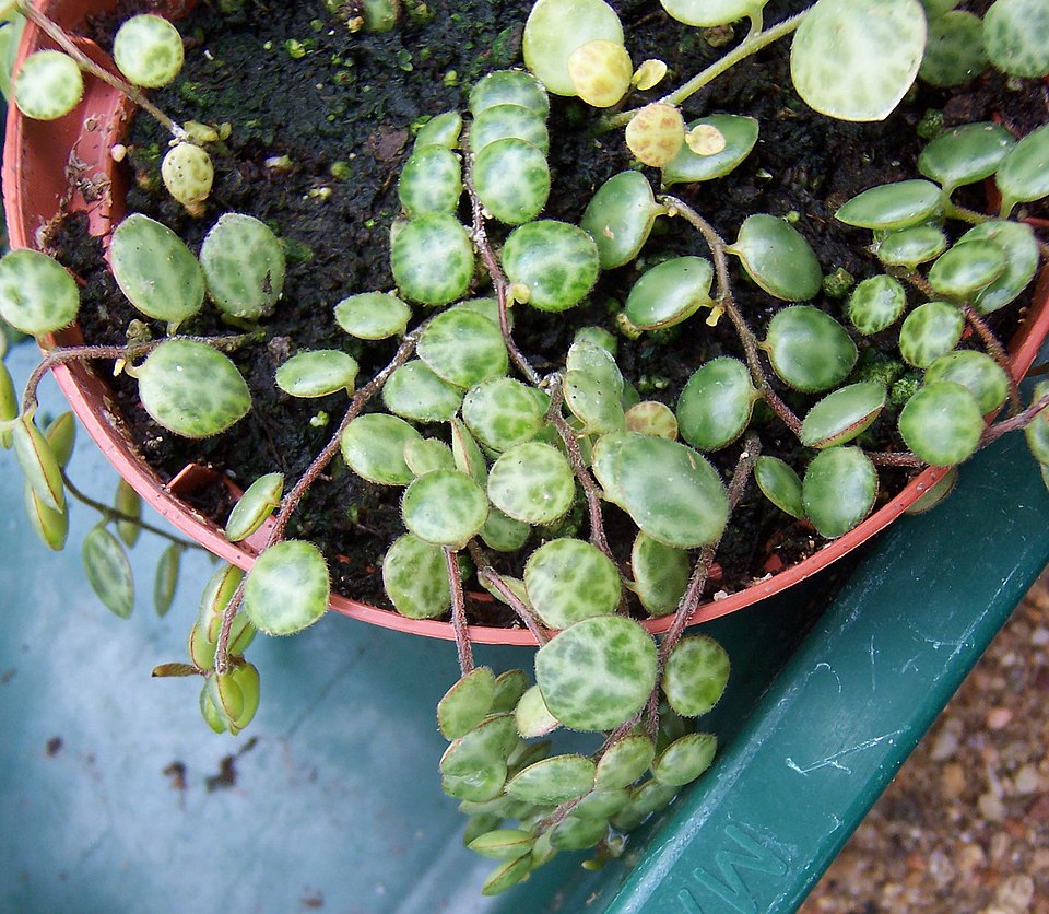 Peperomia prostrata (String of Turtles) (alternate view 6)