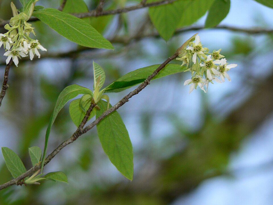 Oemleria cerasiformis (osoberry) (alternate view 9)