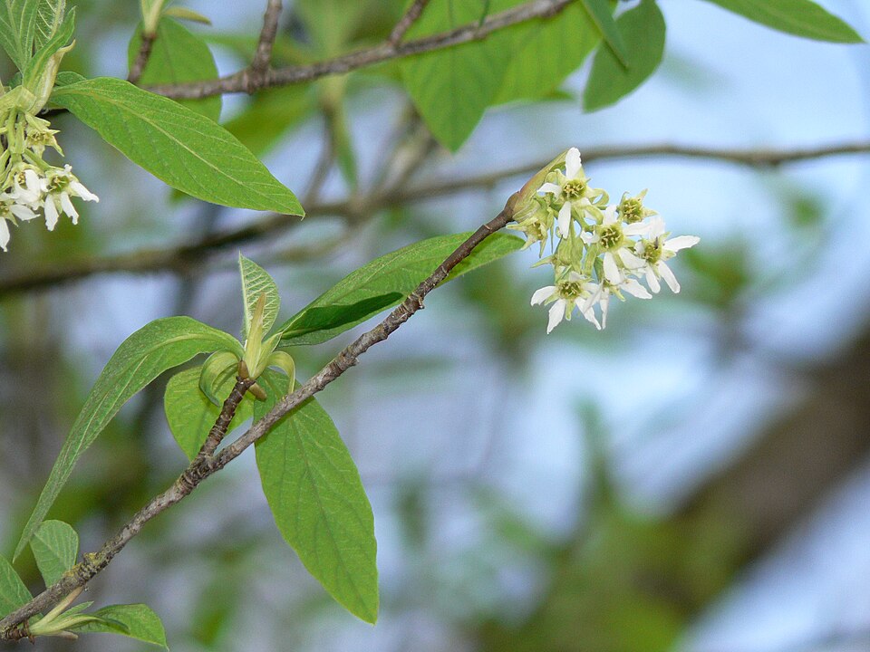 Oemleria cerasiformis (osoberry) (alternate view 10)
