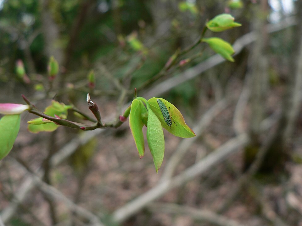 Vaccinium parvifolium (red huckleberry) (alternate view 10)