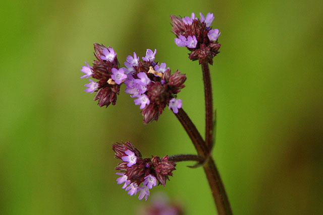 Verbena brasiliensis (Brazilian Vervain) (alternate view 6)