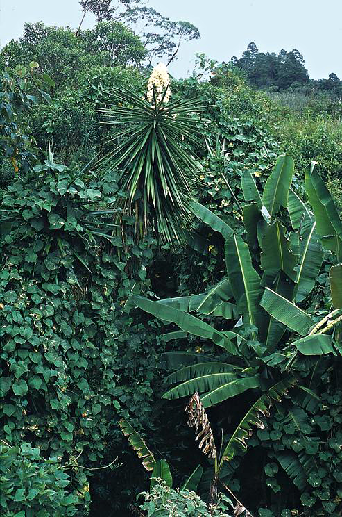 Yucca guatemalensis (Spineless Yucca)