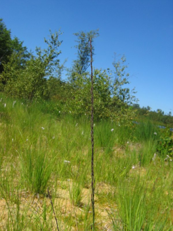 Molinia caerulea, Purple moor grass — clumping deciduous (Poaceae) (image 3 of 9)
