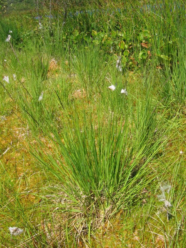 Molinia caerulea, Purple moor grass — clumping deciduous (Poaceae) (image 4 of 9)