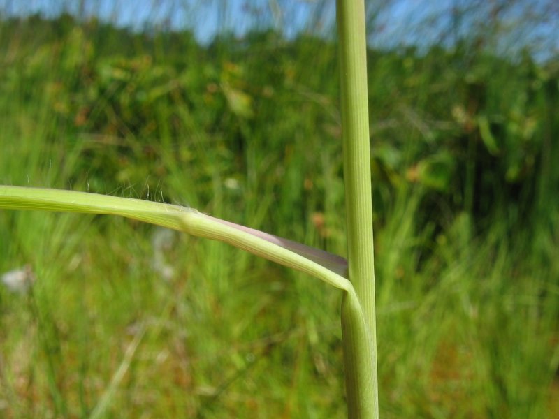 Molinia caerulea, Purple moor grass — clumping deciduous (Poaceae) (image 5 of 9)