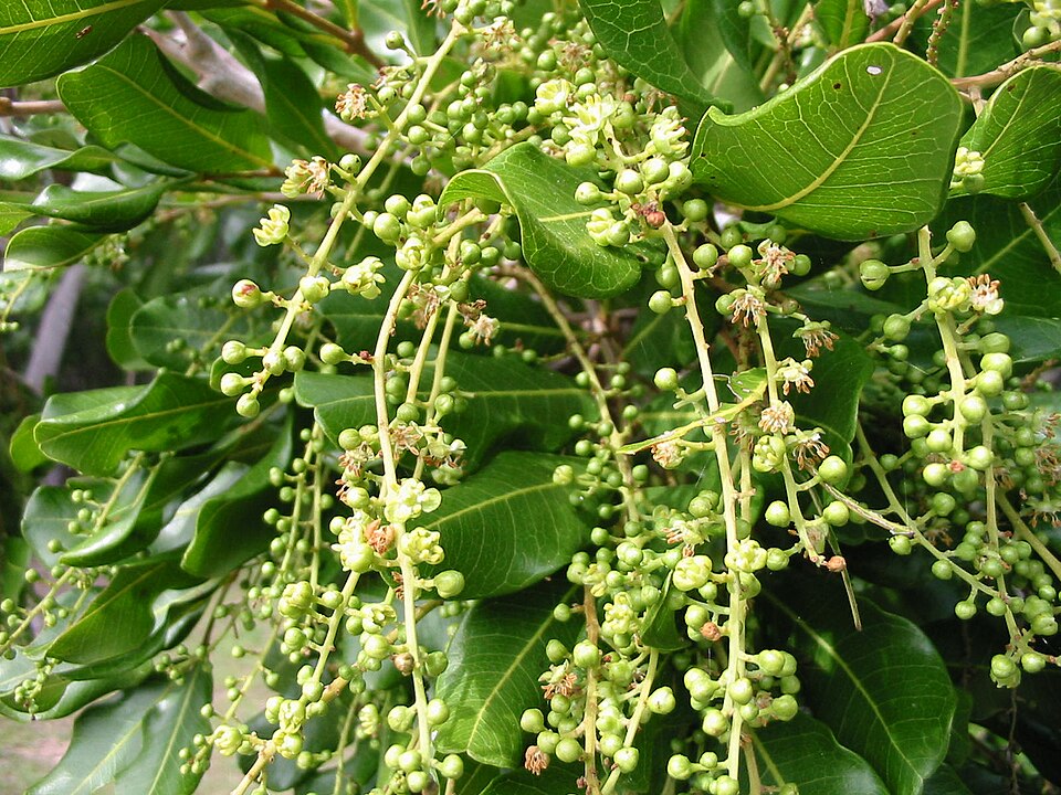 Cupaniopsis anacardioides (Tuckeroo) (alternate view 3)