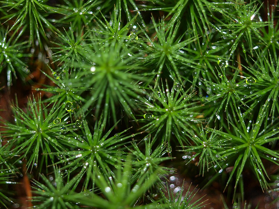 Polytrichum commune (Common Haircap Moss)