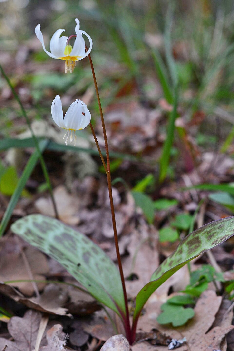 Erythronium (fawn lilies) (alternate view 6)