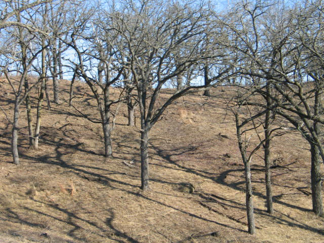 Quercus macrocarpa (Bur Oak)