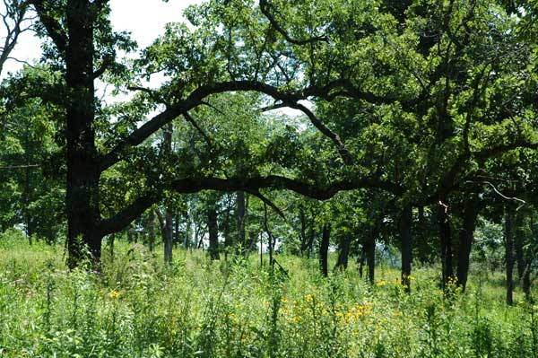 Quercus macrocarpa (Bur Oak)