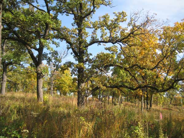Quercus macrocarpa (Bur Oak)