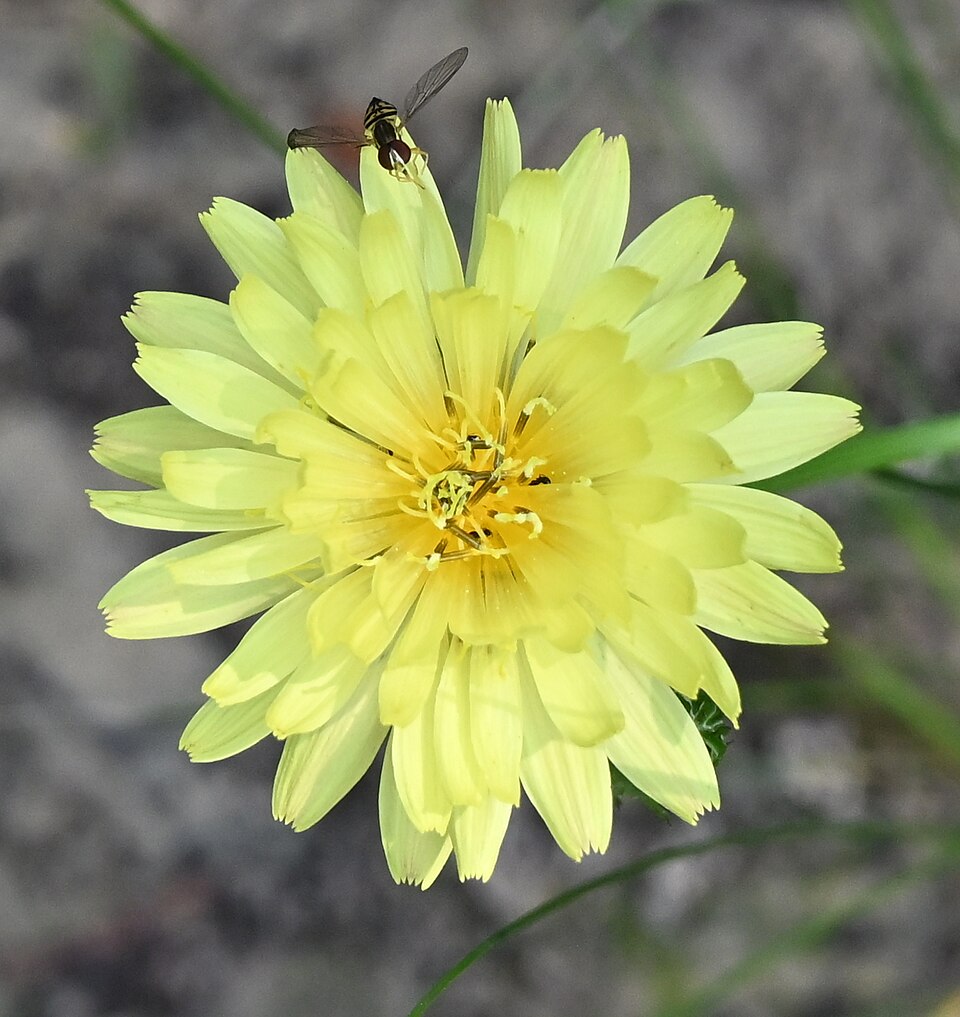 Pyrrhopappus pauciflorus (smallflower desert-chicory) (alternate view 7)