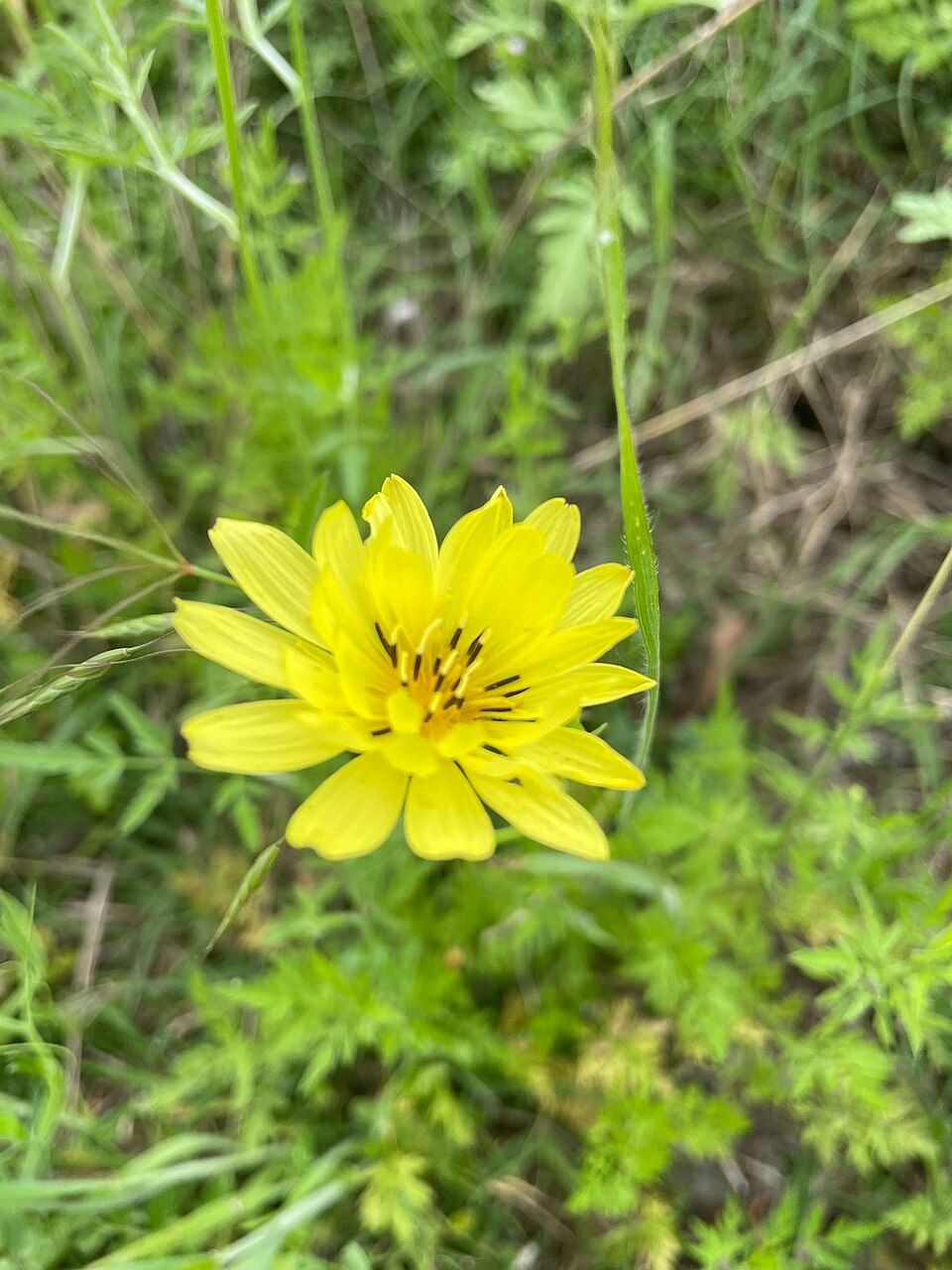 Pyrrhopappus pauciflorus (smallflower desert-chicory) (alternate view 8)