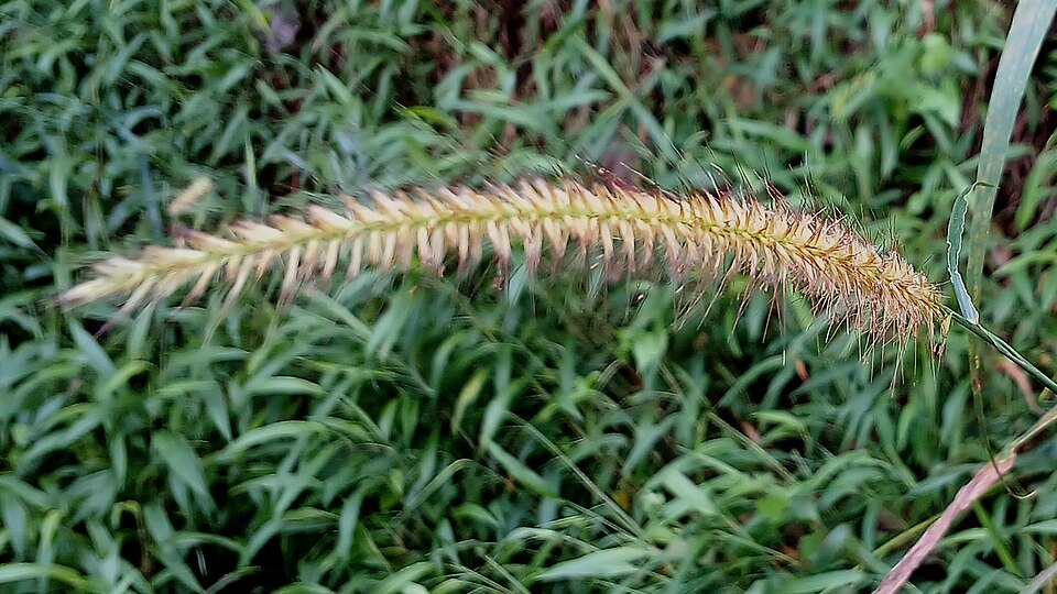 Cenchrus (sandburs and fountain grasses) (alternate view 7)