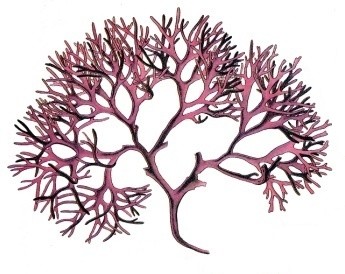 Chondrus crispus (Irish Moss)