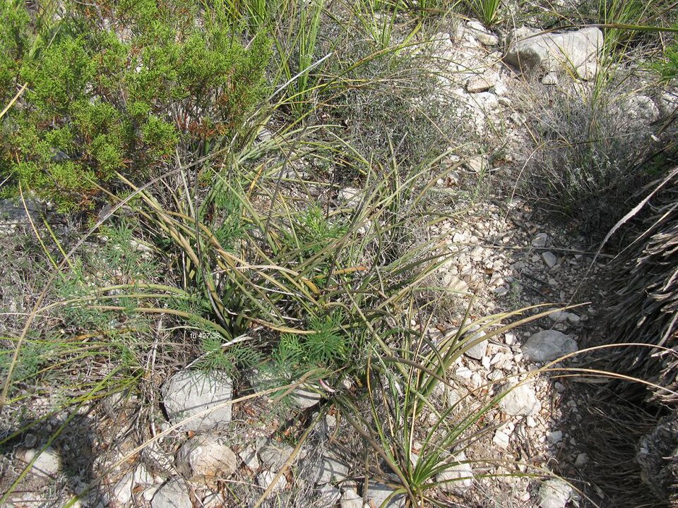 Dasylirion texanum (Texas sotol) (alternate view 8)
